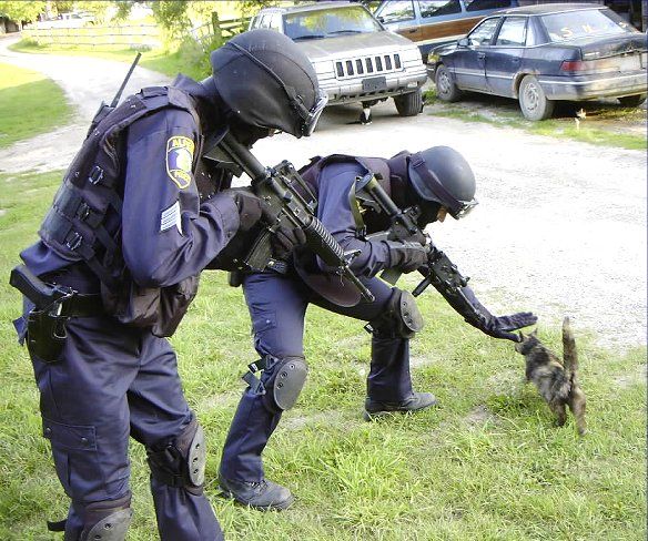 Feline SWAT