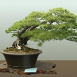 bonsai-tree-1aspac-wp-3-1024×742 (Thought for the day…)