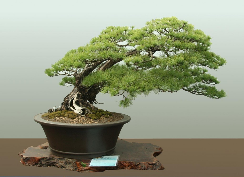bonsai-tree-1aspac-wp-3-1024x742
