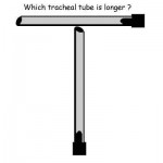 20060611-illussion2 (Can you trust your eyes?)