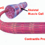20060709-cell (Why do Workouts Work)