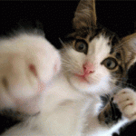 20061101-fighting_cat (Kung Fu Master?)