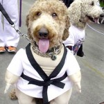 BIG DOG PARADE (Karate Dog?)